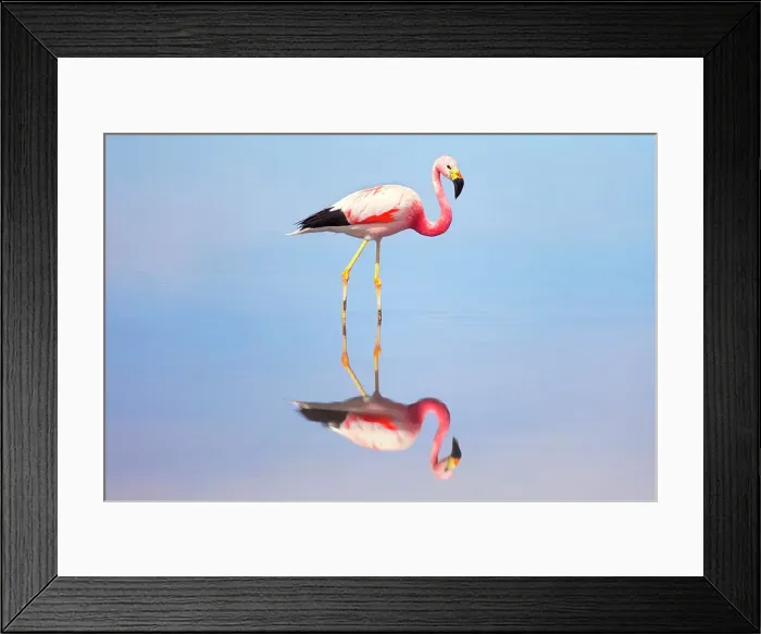 Framed Print : A James flamingo (Phoenicoparrus jamesi) reflected in the Laguna Chaxa waters, Salar de Atacama, San Pedro de Atacama, El Loa, Chile Framed Print : A James flamingo (Phoenicoparrus jamesi) reflected in the Laguna Chaxa waters, Salar de Atacama, San Pedro de Atacama, El Loa, Chile