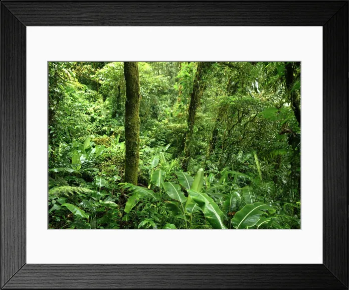 Framed Print : Santa Elena Cloud Forest Reserve, Guanacaste Province, Costa Rica, Central America Framed Print : Santa Elena Cloud Forest Reserve, Guanacaste Province, Costa Rica, Central America