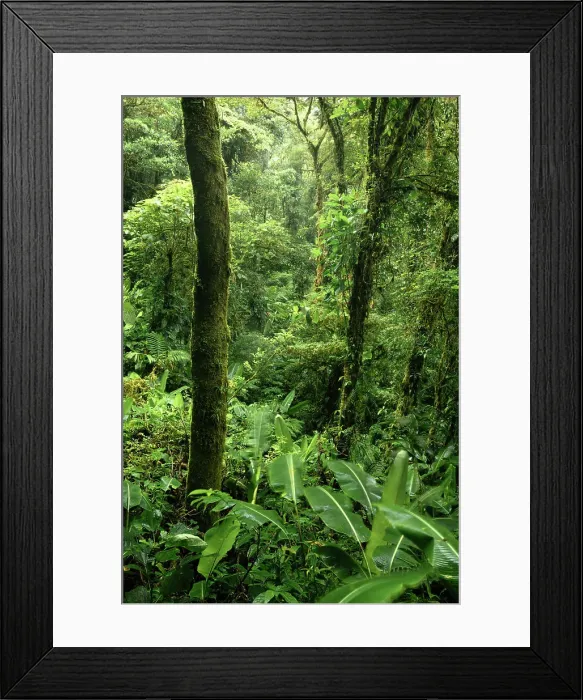 Framed Print : Santa Elena Cloud Forest Reserve, Guanacaste Province, Costa Rica, Central America Framed Print : Santa Elena Cloud Forest Reserve, Guanacaste Province, Costa Rica, Central America