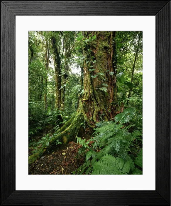 Framed Print : Santa Elena Cloud Forest Reserve, Guanacaste Province, Costa Rica, Central America Framed Print : Santa Elena Cloud Forest Reserve, Guanacaste Province, Costa Rica, Central America