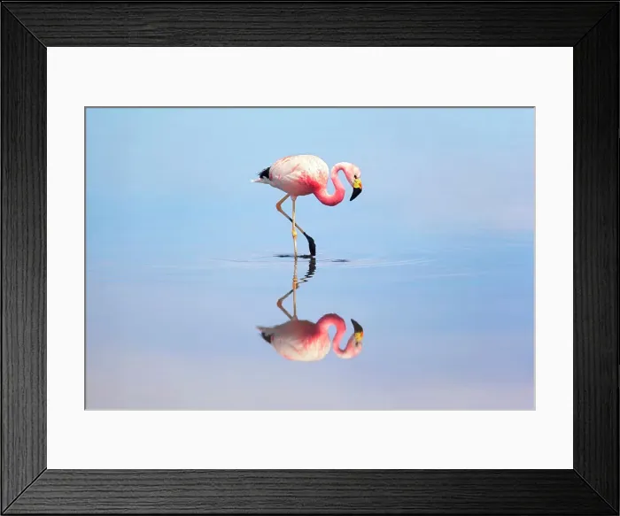 Framed Print : A James flamingo (Phoenicoparrus jamesi) reflected in the Laguna Chaxa waters, Salar de Atacama, San Pedro de Atacama, El Loa, Chile Framed Print : A James flamingo (Phoenicoparrus jamesi) reflected in the Laguna Chaxa waters, Salar de Atacama, San Pedro de Atacama, El Loa, Chile