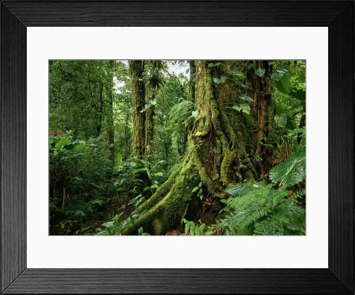 Framed Print : Santa Elena Cloud Forest Reserve, Guanacaste Province, Costa Rica, Central America Framed Print : Santa Elena Cloud Forest Reserve, Guanacaste Province, Costa Rica, Central America