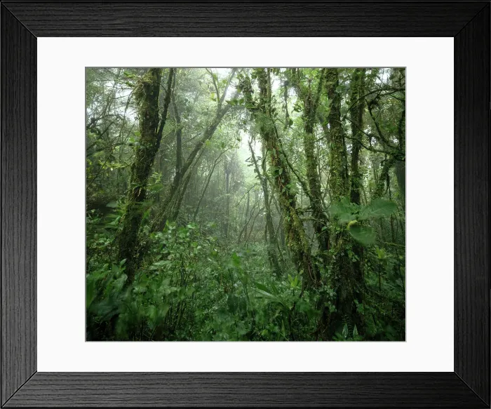 Framed Print : Santa Elena Cloud Forest Reserve, Guanacaste Province, Costa Rica, Central America Framed Print : Santa Elena Cloud Forest Reserve, Guanacaste Province, Costa Rica, Central America