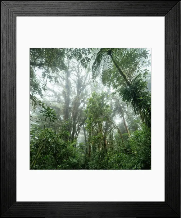 Framed Print : Santa Elena Cloud Forest Reserve, Guanacaste Province, Costa Rica, Central America Framed Print : Santa Elena Cloud Forest Reserve, Guanacaste Province, Costa Rica, Central America