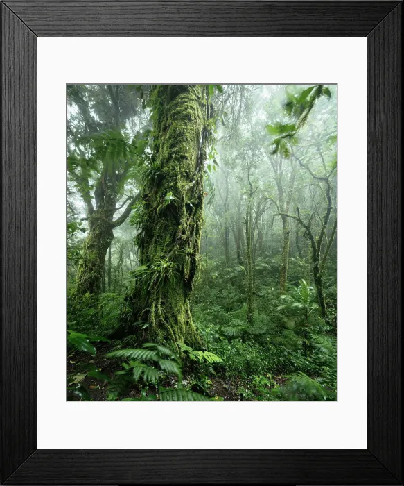 Framed Print : Santa Elena Cloud Forest Reserve, Guanacaste Province, Costa Rica, Central America Framed Print : Santa Elena Cloud Forest Reserve, Guanacaste Province, Costa Rica, Central America