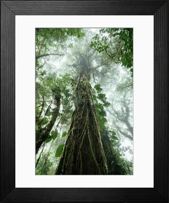 Framed Print : Santa Elena Cloud Forest Reserve, Guanacaste Province, Costa Rica, Central America Framed Print : Santa Elena Cloud Forest Reserve, Guanacaste Province, Costa Rica, Central America