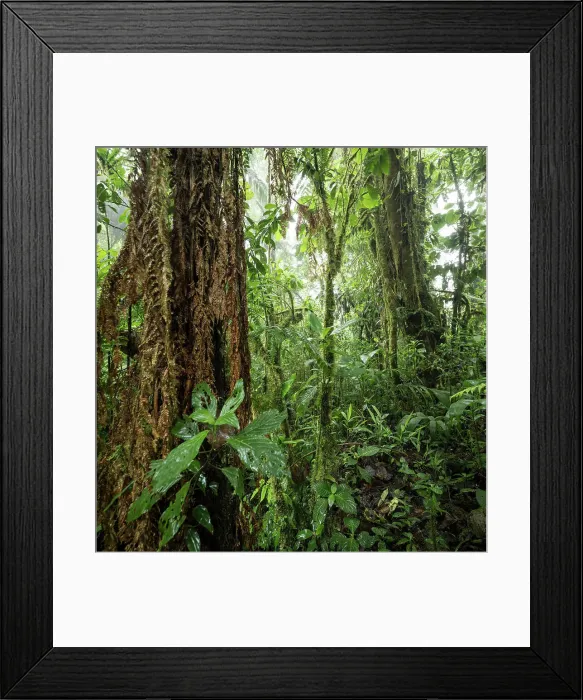 Framed Print : Santa Elena Cloud Forest Reserve, Guanacaste Province, Costa Rica, Central America Framed Print : Santa Elena Cloud Forest Reserve, Guanacaste Province, Costa Rica, Central America