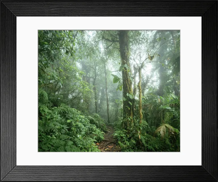 Framed Print : Santa Elena Cloud Forest Reserve, Guanacaste Province, Costa Rica, Central America Framed Print : Santa Elena Cloud Forest Reserve, Guanacaste Province, Costa Rica, Central America