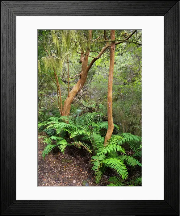 Framed Print : Ferns in forest, Vicente Perez Rosales National Park, Petrohue, Llanquihue Province, Los Lagos Region, Chile Framed Print : Ferns in forest, Vicente Perez Rosales National Park, Petrohue, Llanquihue Province, Los Lagos Region, Chile