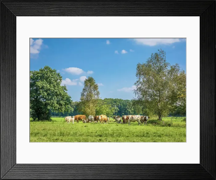 Framed Print : Cows in the pasture near the village of Cleverns, Jever, East Frisia, Lower Saxony, Germany Framed Print : Cows in the pasture near the village of Cleverns, Jever, East Frisia, Lower Saxony, Germany