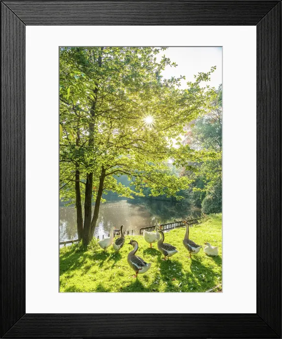 Framed Print : Morning mood in the Oldenburg castle garden, Oldenburger Land, Lower Saxony, Germany