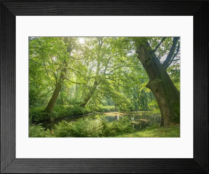 Framed Print : Old trees by the pond in the park of Evenburg Castle near Leer, East Frisia, Lower Saxony, Germany Framed Print : Old trees by the pond in the park of Evenburg Castle near Leer, East Frisia, Lower Saxony, Germany