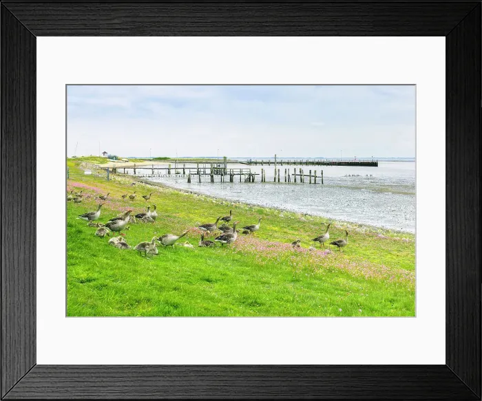 Framed Print : Greylag goose at Wadden sea. Amrum island, National Park Schleswig-Holsteinisches Wattenmeer, North Sea, North Friesland, Germany, Europe Framed Print : Greylag goose at Wadden sea. Amrum island, National Park Schleswig-Holsteinisches Wattenmeer, North Sea, North Friesland, Germany, Europe