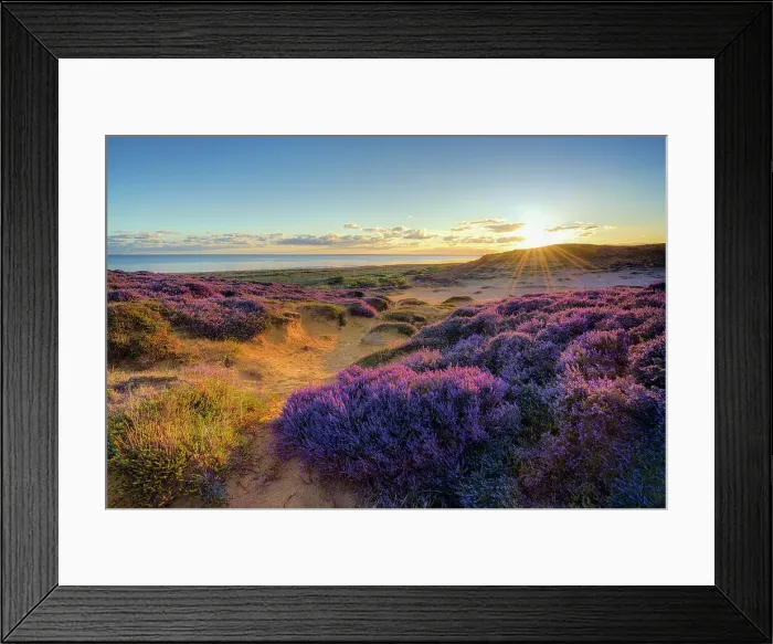 Framed Print : Heather on Morsum cliff, Sylt Island w, North Sea, North Frisia, NP Wadden Sea, Schleswig-Holstein, Germany, Europe Framed Print : Heather on Morsum cliff, Sylt Island w, North Sea, North Frisia, NP Wadden Sea, Schleswig-Holstein, Germany, Europe
