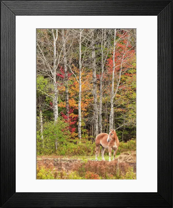 Framed Print : Horse in Autumn Wood, Bretton Woods, New Hampshire, USA Framed Print : Horse in Autumn Wood, Bretton Woods, New Hampshire, USA