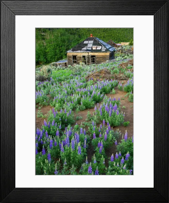 Framed Print : USA, Rockies, Montana, Comet Ghost Town, Lupine