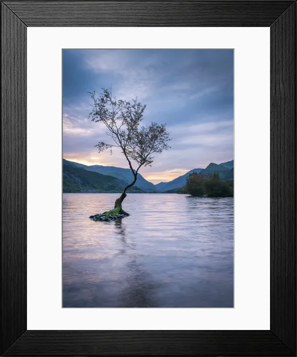 Framed Print : Lone tree on Llyn Padarn at dawn, Llanberis, Snowdonia National Park, Wales, UK. Autumn (October) 2023