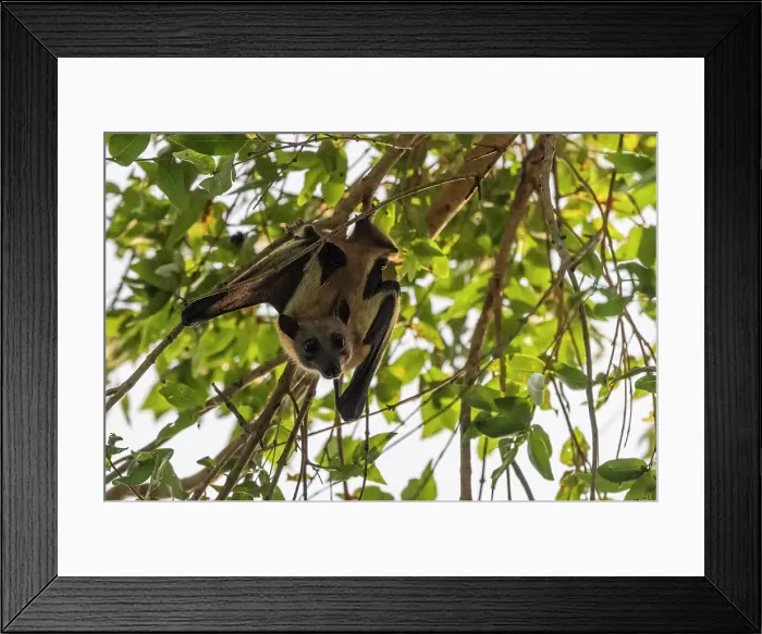 Framed Print : Africa, Zambia, Kasanka National Park. Straw coloured fruit bats resting in the trees Framed Print : Africa, Zambia, Kasanka National Park. Straw coloured fruit bats resting in the trees