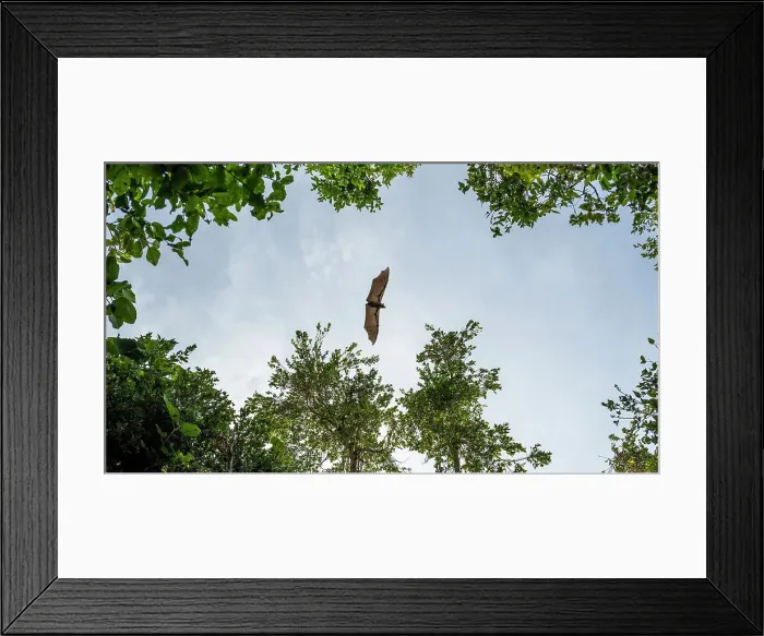 Framed Print : Africa, Zambia, Kasanka National Park. Straw coloured fruit bats flying over the forest Framed Print : Africa, Zambia, Kasanka National Park. Straw coloured fruit bats flying over the forest