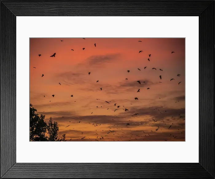 Framed Print : Africa, Zambia, Kasanka National Park. The migration of fruit bats at sunrise Framed Print : Africa, Zambia, Kasanka National Park. The migration of fruit bats at sunrise