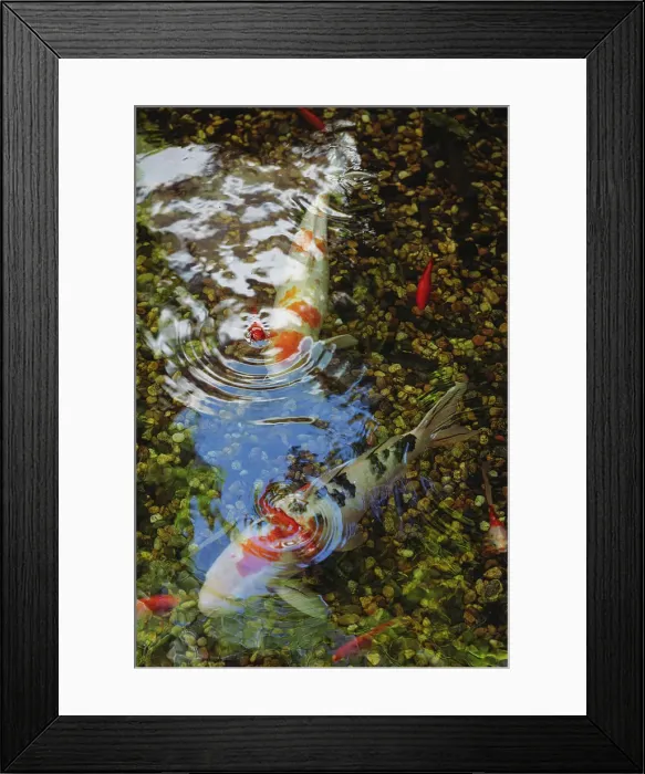 Framed Print : Colorful carp in a pond, Tokyo, Japan Framed Print : Colorful carp in a pond, Tokyo, Japan
