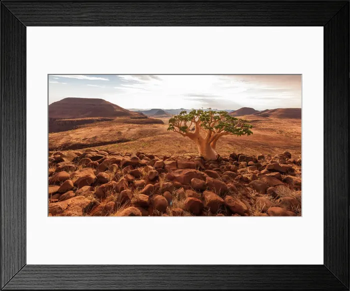 Framed Print : Africa, Namibia, Damaraland, Etendeka Plateau. A butter tree overlooking the landscape Framed Print : Africa, Namibia, Damaraland, Etendeka Plateau. A butter tree overlooking the landscape