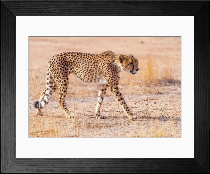 Framed Print : Africa, Namibia. Solitaire area. A cheetah Framed Print : Africa, Namibia. Solitaire area. A cheetah