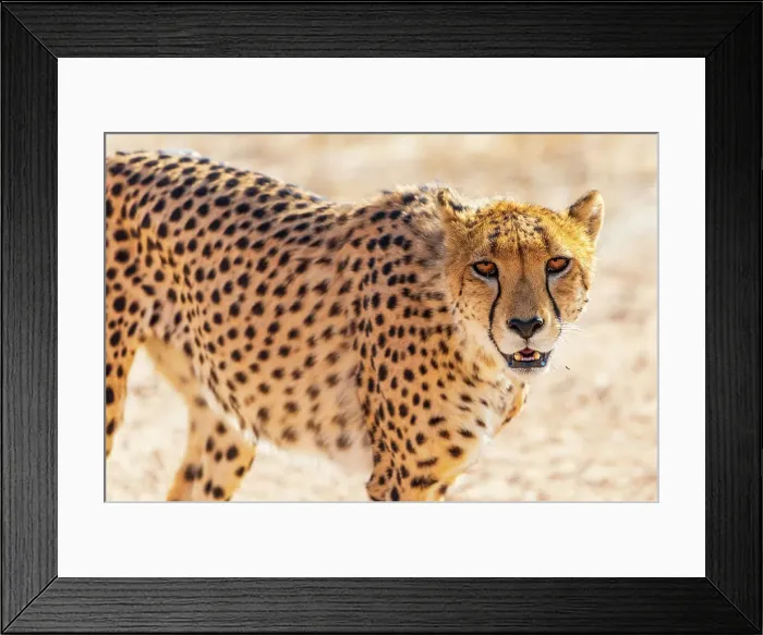 Framed Print : Africa, Namibia. Solitaire area. A cheetah portrait Framed Print : Africa, Namibia. Solitaire area. A cheetah portrait