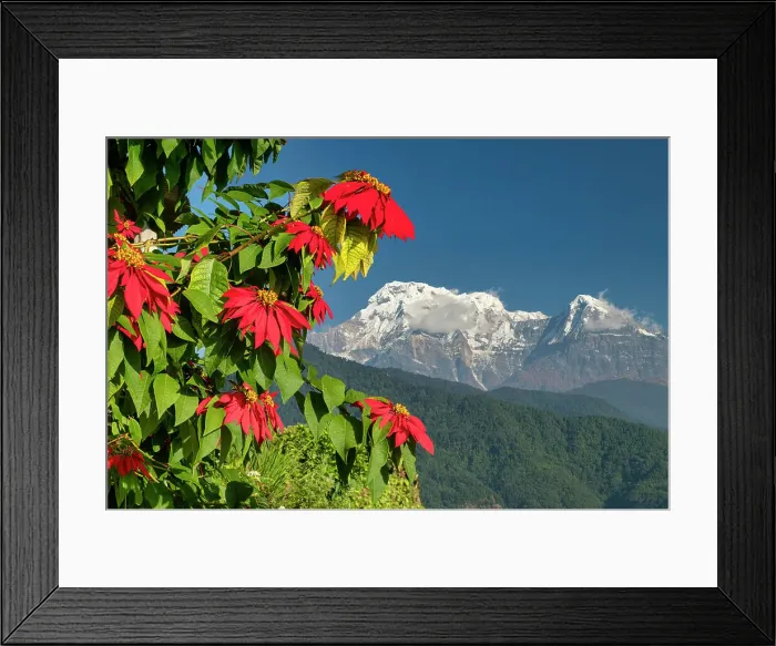 Framed Print : Poinsettia and Annapurna South (7, 219m), Nepal, Asia Framed Print : Poinsettia and Annapurna South (7, 219m), Nepal, Asia