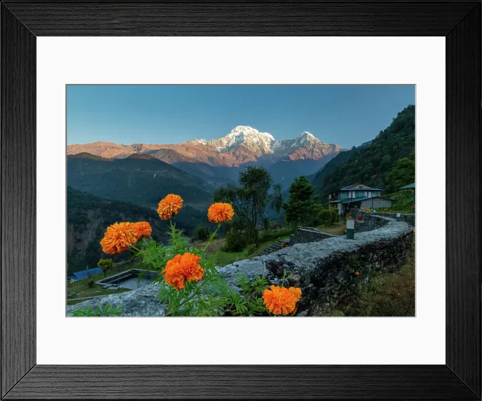 Framed Print : Marigolds with Annapurna South, Mountain Lodge, Landruk, Nepal, Asia Framed Print : Marigolds with Annapurna South, Mountain Lodge, Landruk, Nepal, Asia