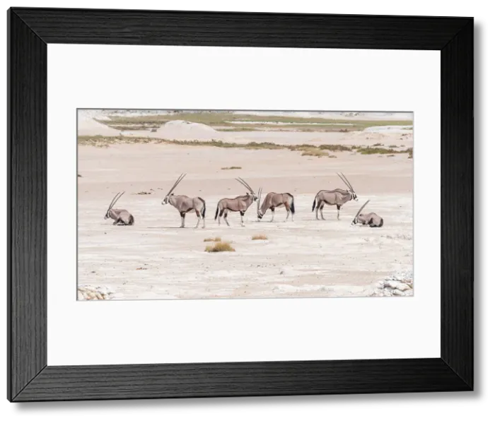 Framed Print : Africa, Namibia, Etosha National Park. A herd of Oryx antelopes in the Etosha pan Framed Print : Africa, Namibia, Etosha National Park. A herd of Oryx antelopes in the Etosha pan