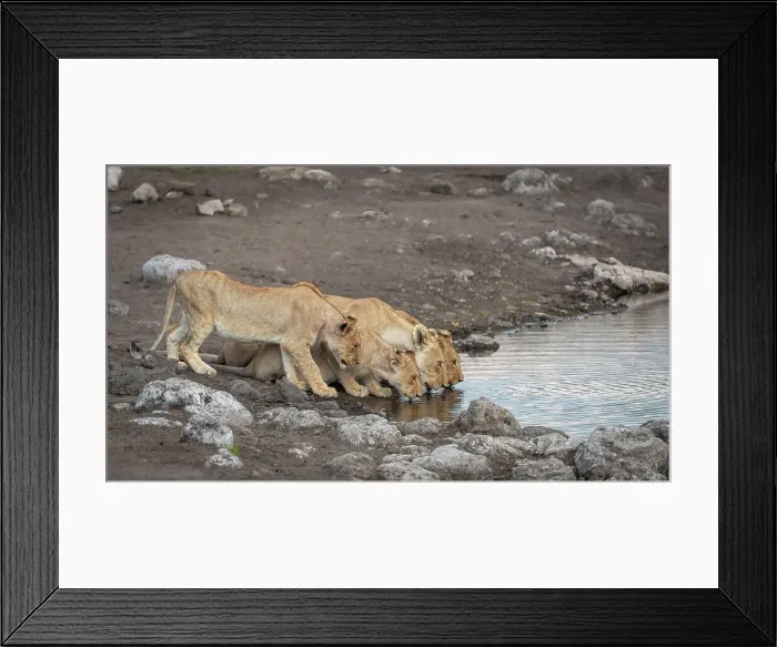 Framed Print : Africa, Namibia, Etosha National Park. A lion family drinking at a waterhole Framed Print : Africa, Namibia, Etosha National Park. A lion family drinking at a waterhole