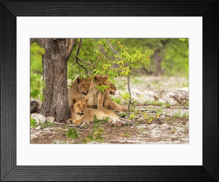 Framed Print : Africa, Namibia, Etosha National Park. A lion family in the shade Framed Print : Africa, Namibia, Etosha National Park. A lion family in the shade