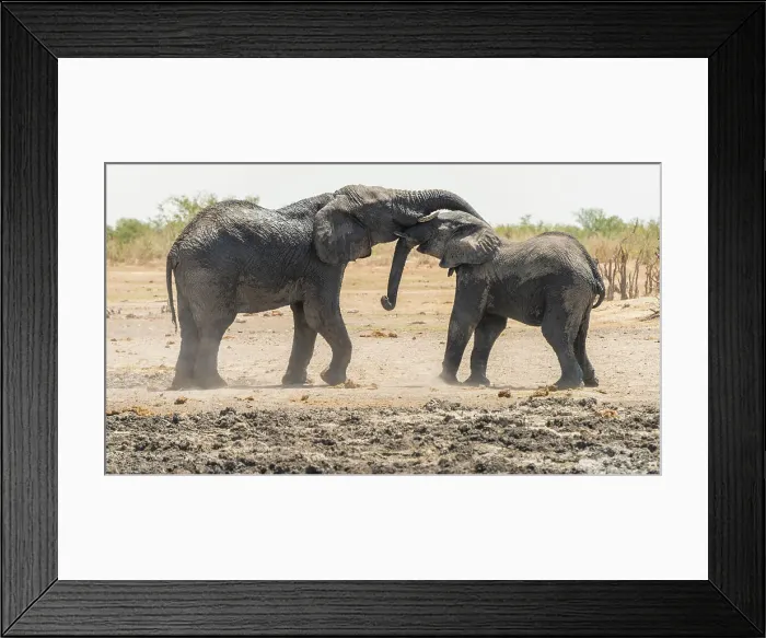 Framed Print : Africa, Namibia, Etosha National Park. two elephants playing