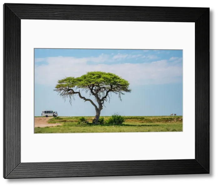 Framed Print : Africa, Namibia, Etosha National Park. A tourist bus observing animals Framed Print : Africa, Namibia, Etosha National Park. A tourist bus observing animals