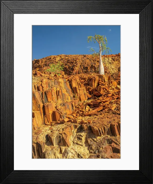 Framed Print : Africa, Namibia, Damaraland, Etendeka Plateau. A lone Bottle tree on a basalt rock Framed Print : Africa, Namibia, Damaraland, Etendeka Plateau. A lone Bottle tree on a basalt rock