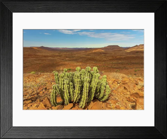 Framed Print : Africa, Namibia, Damaraland, Etendeka Plateau. An Euphorbia Virosa plant and the beautiful landscape Framed Print : Africa, Namibia, Damaraland, Etendeka Plateau. An Euphorbia Virosa plant and the beautiful landscape