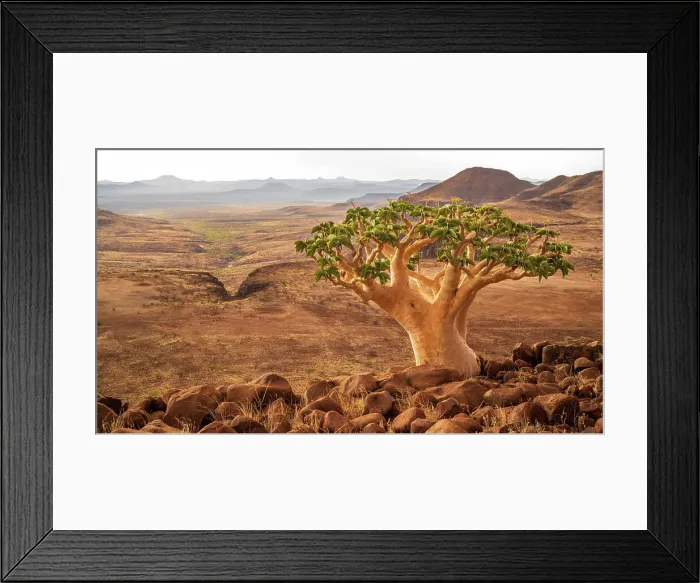 Framed Print : Africa, Namibia, Damaraland, Etendeka Plateau. A butter tree overlooking the landscape