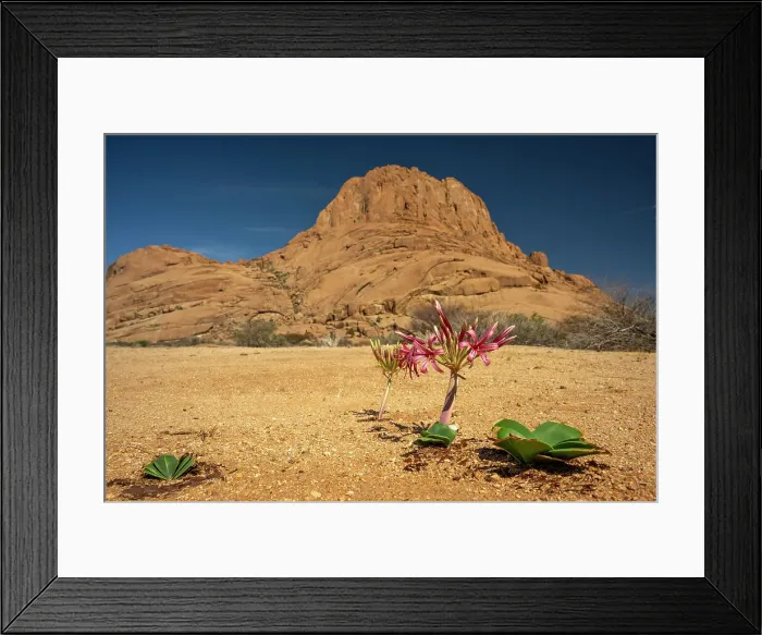 Framed Print : Africa, Namibia. Erongo Region. A beautiful Karoo Lily flowering in front of the impressing Spitzkoppe mountain Framed Print : Africa, Namibia. Erongo Region. A beautiful Karoo Lily flowering in front of the impressing Spitzkoppe mountain