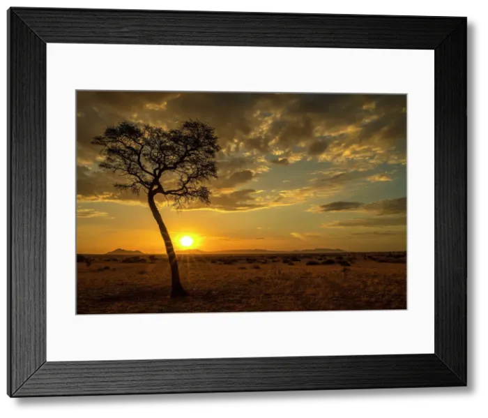 Framed Print : Africa, Namibia. Namib Naukluft area. A sunset with a tree Framed Print : Africa, Namibia. Namib Naukluft area. A sunset with a tree