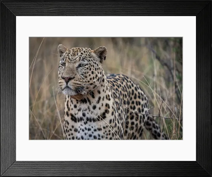Framed Print : Africa, Namibia, Okonjima nature reserve. Leopard during a Leopard tour Framed Print : Africa, Namibia, Okonjima nature reserve. Leopard during a Leopard tour