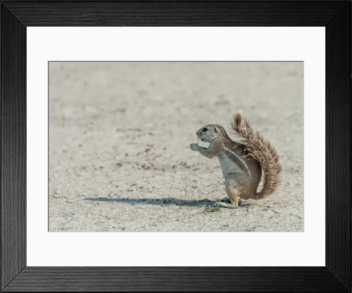 Framed Print : Africa, Namibia, Etosha National Park. An african ground squirrel feeding Framed Print : Africa, Namibia, Etosha National Park. An african ground squirrel feeding