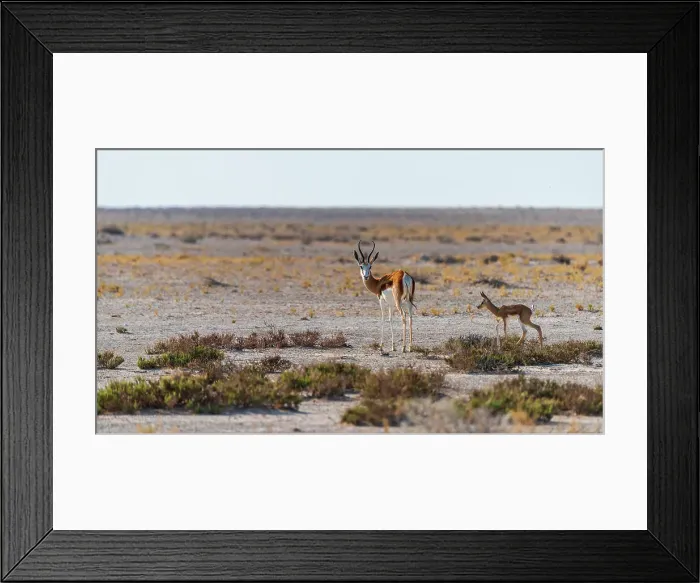 Framed Print : Africa, Namibia, Etosha National Park. A female Springbok with baby Framed Print : Africa, Namibia, Etosha National Park. A female Springbok with baby
