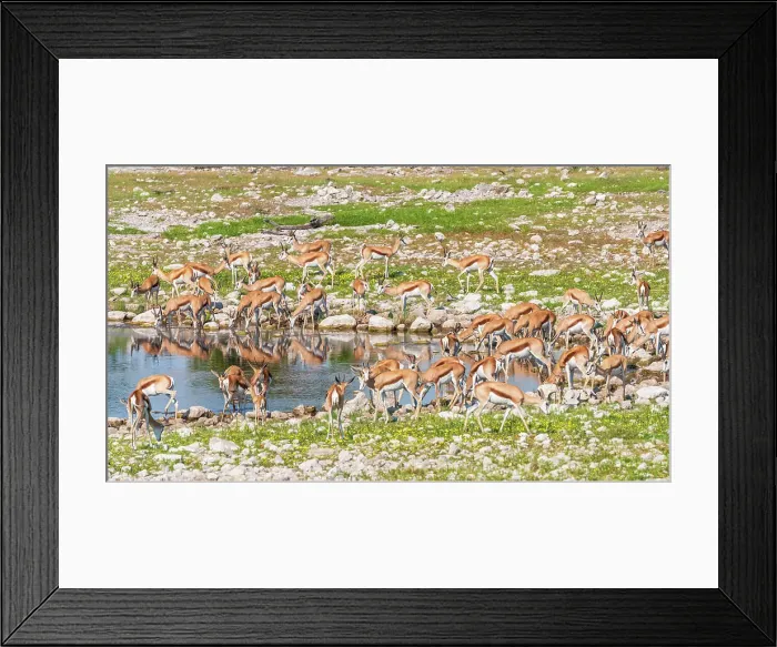 Framed Print : Africa, Namibia, Etosha National Park. A herd of Springbok drinking at a waterhole Framed Print : Africa, Namibia, Etosha National Park. A herd of Springbok drinking at a waterhole