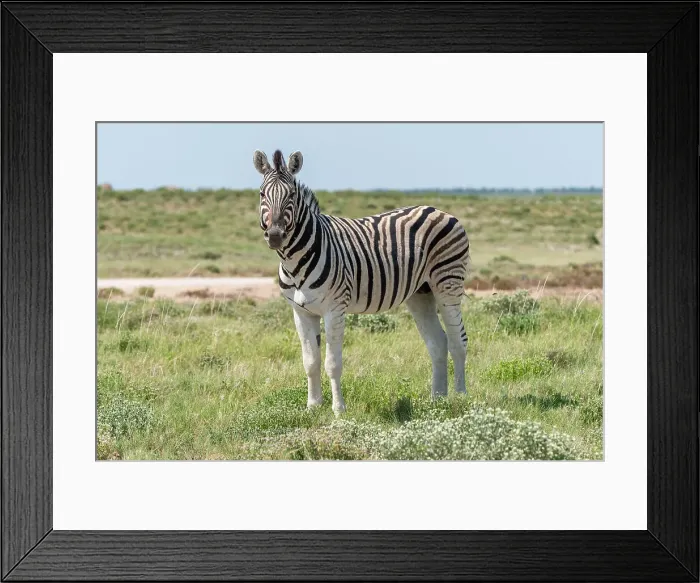 Framed Print : Africa, Namibia, Etosha National Park. A plains zebra Framed Print : Africa, Namibia, Etosha National Park. A plains zebra