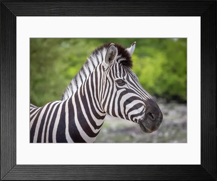 Framed Print : Africa, Namibia, Etosha National Park. A portrait of a plains zebra Framed Print : Africa, Namibia, Etosha National Park. A portrait of a plains zebra