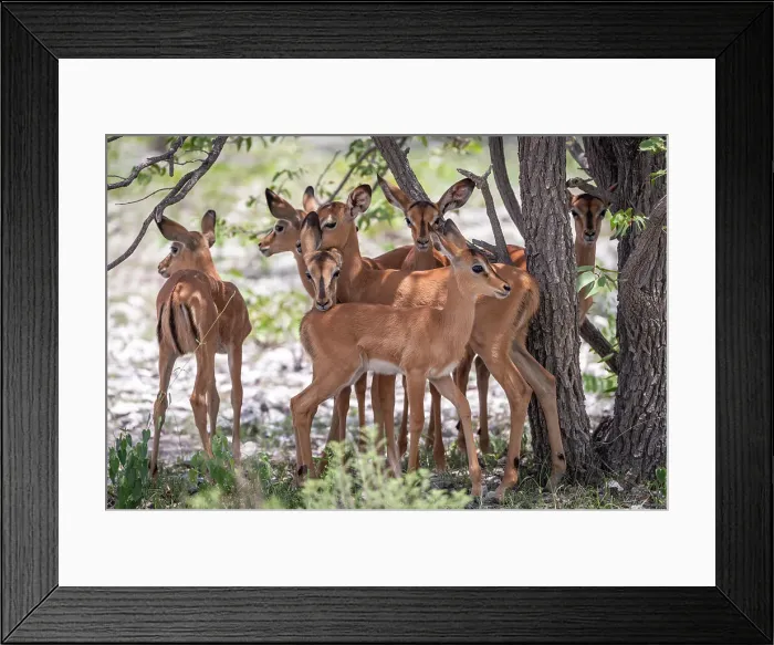 Framed Print : Africa, Namibia, Etosha National Park. The Kindergarden of the Impalas Framed Print : Africa, Namibia, Etosha National Park. The Kindergarden of the Impalas