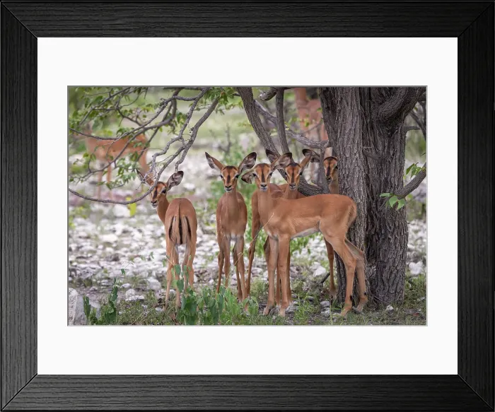 Framed Print : Africa, Namibia, Etosha National Park. The Kindergarden of the Impalas Framed Print : Africa, Namibia, Etosha National Park. The Kindergarden of the Impalas