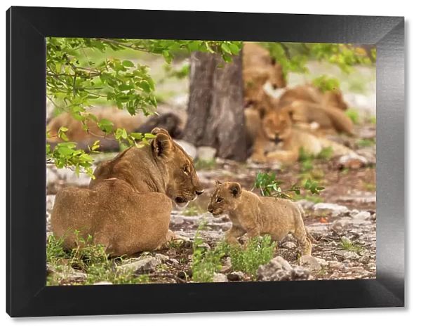 Africa, Namibia, Etosha National Park. A lion family, a female with a cub