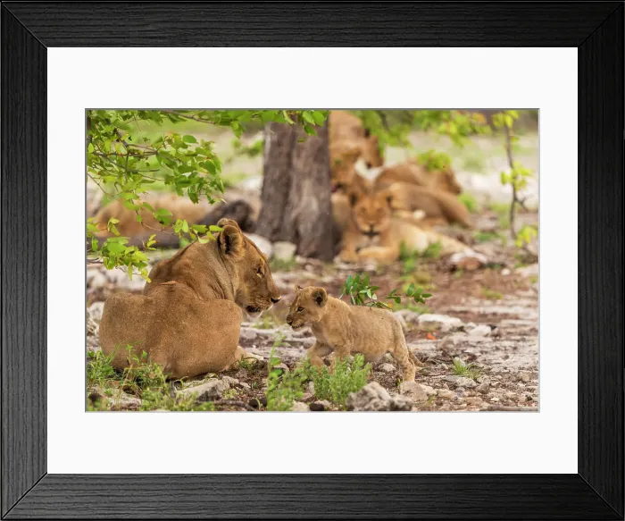 Framed Print : Africa, Namibia, Etosha National Park. A lion family, a female with a cub Framed Print : Africa, Namibia, Etosha National Park. A lion family, a female with a cub